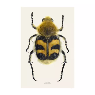 Kimalaiskuoriainen Trichius Fasciatus keltainen musta valokuva Liljebergs kuva
