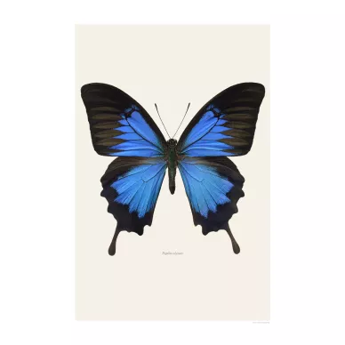 Papilio ulysses sininen perhonen juliste Liljebergilta image