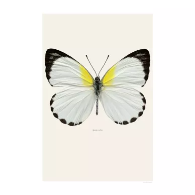 Valkoinen perhonen Appias Sylvia juliste Liljebergsilta image